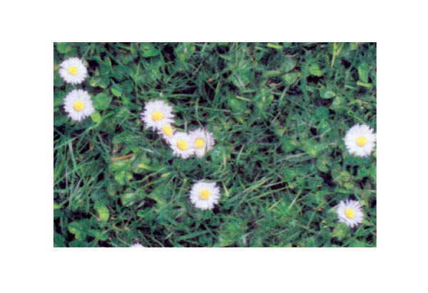 Rouleau moquette Carfloor® 400 N à thème de 150 cm x 10 m - Herbe fleurie