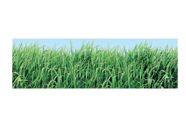 Rouleau de cache palette Calcolor® à thème de 15 cm x 50 m - Beaux jours