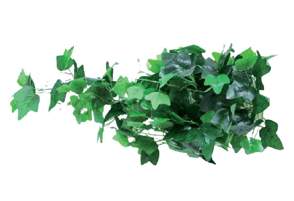 BOUQUET DE LIERRE 110 CM 56 FEUILLE