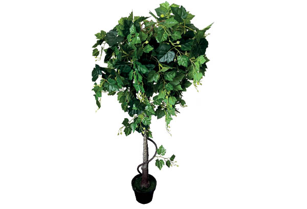 Vigne en pot
