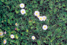 Moquette Carfloor® 400 N "Herbe fleurie" 150 cm x 10 m