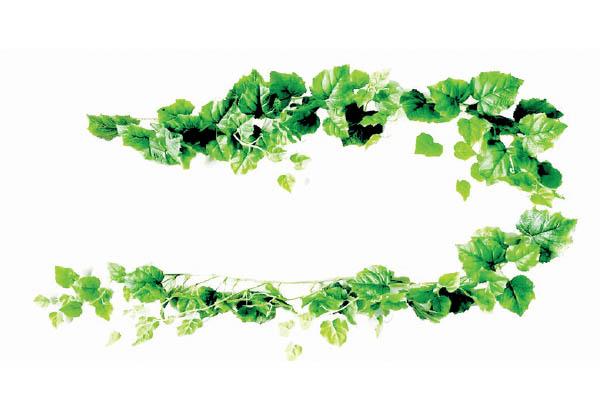 LIERRE ARTICULE 2.6 M 118 FEU#